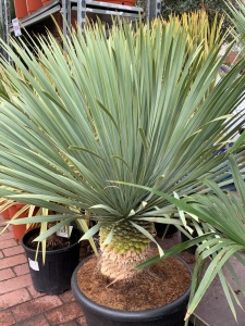 Yucca Rostrata Large